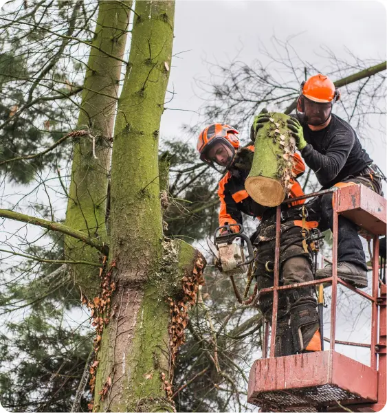 Afbeelding 2 project Versteeg Boomverzorging